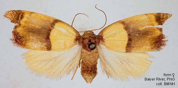 Thrahei Insecte Papua Insects Foundation (Lepidoptera/Erebidae(Arctiinae)/Trischalis ...